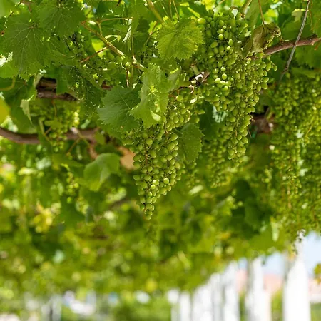 Murieri Vendégház Otranto